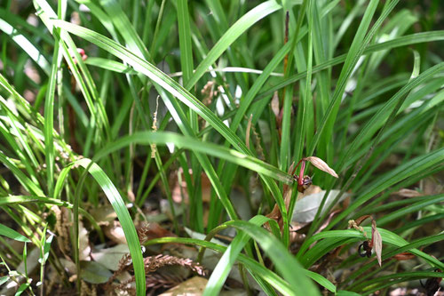 春蘭,植物