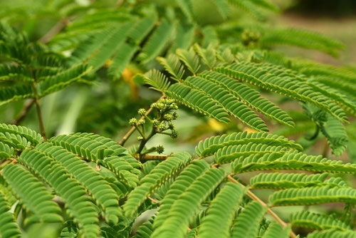 persian silk tree