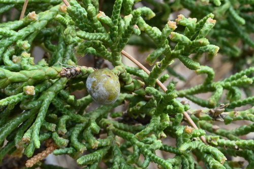 ハイビャクシン - 庭木図鑑 植木ペディア
