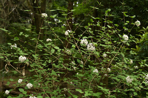 Korean spice viburnum