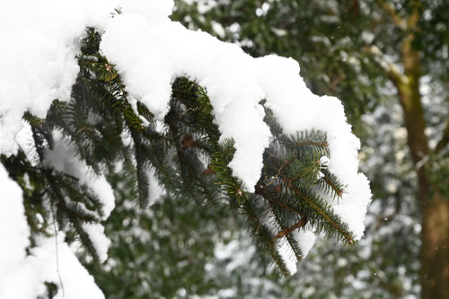 雪に耐えて育つ木の名前