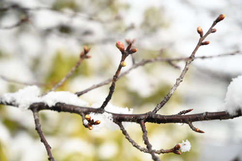 カワヅザクラ,かわづざくら,河津桜の木,開花が早いサクラの種類