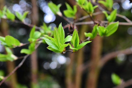 Japanese stuartia,leaf