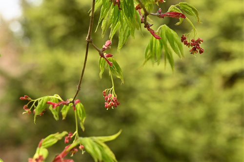 イロハモミジ,紅葉の花
