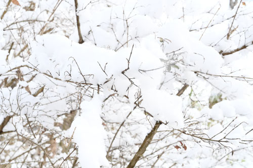 イボタノキ,いぼたのき,冬,雪