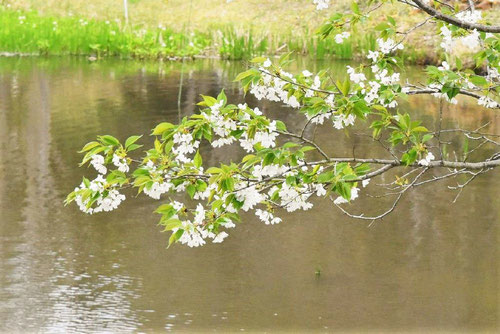 大島桜,オオシマザクラ,画像