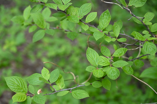 downy cherry