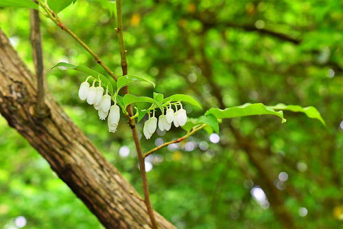 Japanese pieris,flower