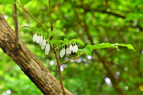 ネジキ,ねじき,Japanese pieris,flower