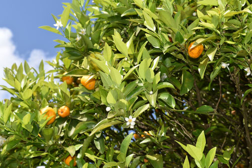 橘,たちばな,タチバナ,立花,橘樹