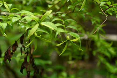 ツクバネ,植物