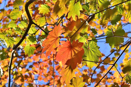 ハウチワカエデ,紅葉,画像,はうちわかえで