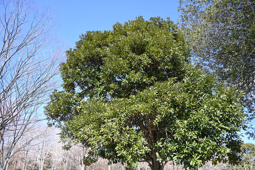 Japanese stone oak