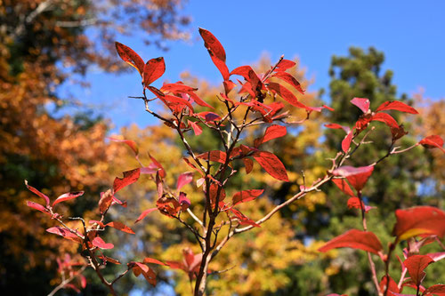 Blueberry,autumn leaf