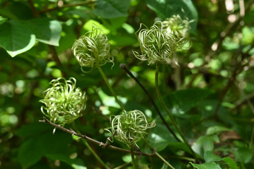 かざぐるま,植物,風車,日本のクレマチス