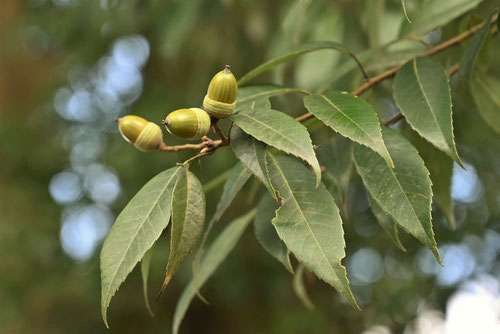 日陰でも育てられる樹木