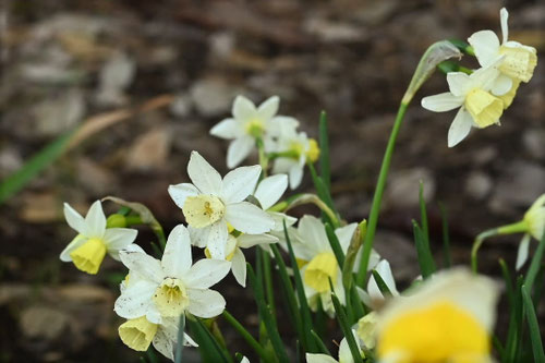 スイセンの花,水仙の花,種類