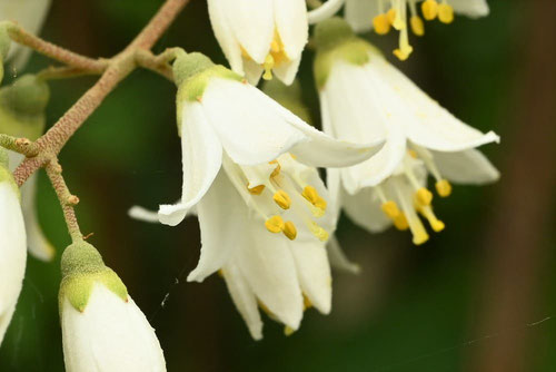 うつぎの花のおしべとめしべ