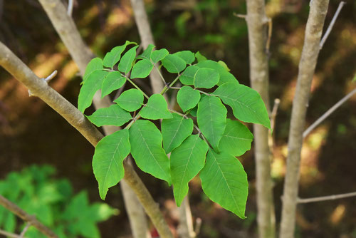 Japanese ash,picture