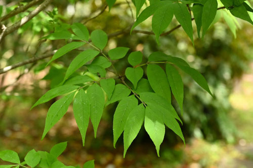 アオダモ,Japanese ash,picture,あおだも