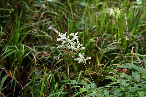 泡盛しょうま,植物,あわもりしょうま