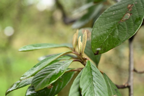 コトネアスター,植物,樹木