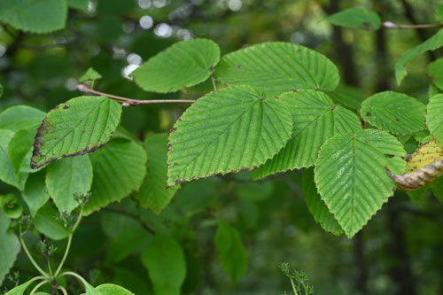 ヒュウガミズキ,こうやみずき,植物
