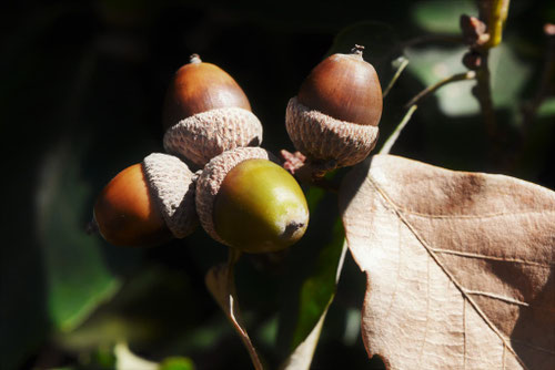 どんぐりの木,一覧,季節