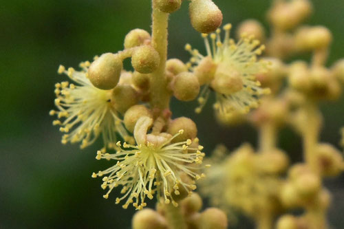 アカメガシワ,あかめがしわ,開花時期