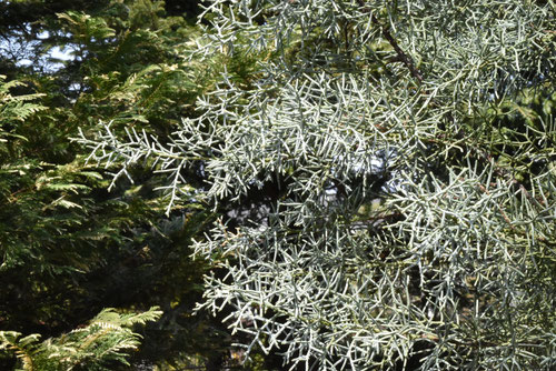 blue ice,conifer trees