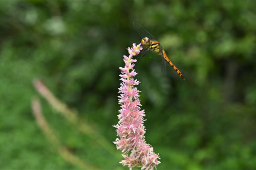 あすちるべ,花