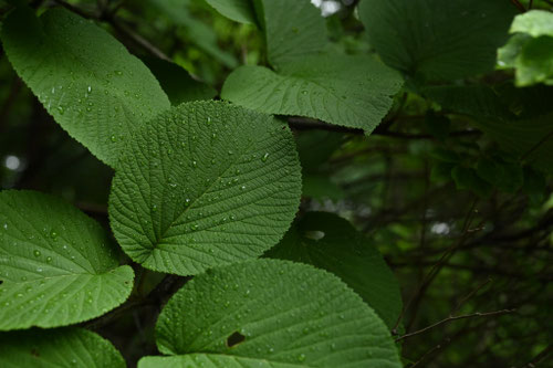 ムシカリ,葉っぱ