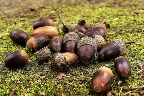 どんぐりの木,時期,調べ,ドングリのなる樹木