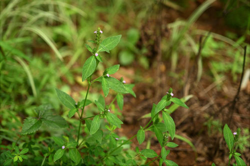 きつねのまご,植物