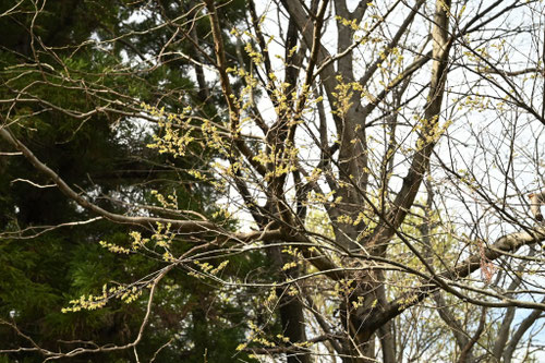 エノキの開花期,えのき,木
