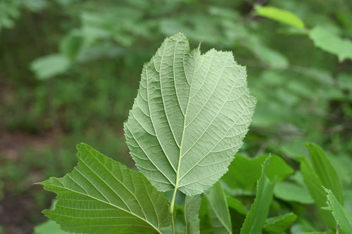ハシバミの木の葉,はしばみ