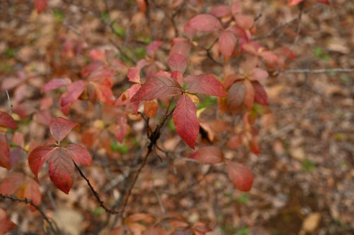 ニワウメの紅葉,にわうめ,庭梅の木