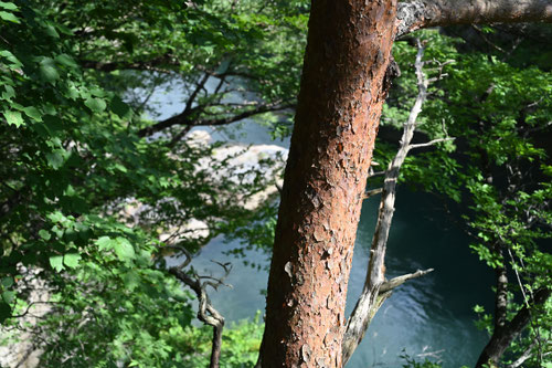 Japanese Red Pine,tree