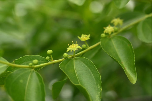 ナツメ,雌花と雄花,違い,見分け