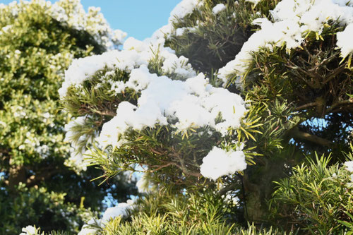 ラカンマキの木