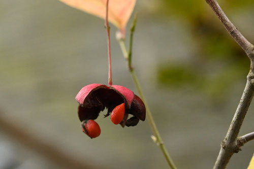 ツリバナ,つりばな,吊り花の果実