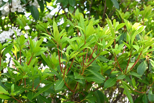 カルミア,かるみあの木の葉,植物