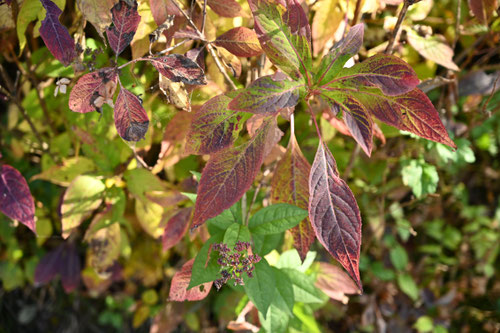 山紫陽花の紅葉,ヤマアジサイ,植物