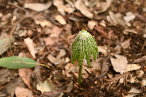 食べられる野草