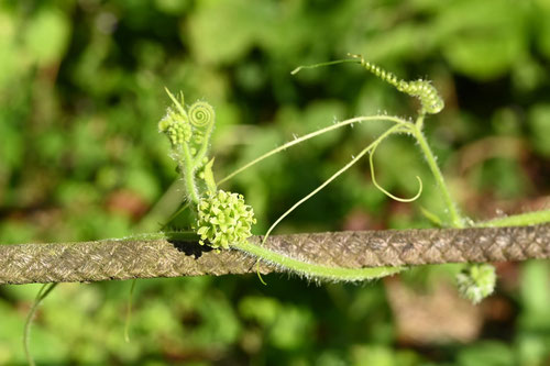 あれちうり,アレチウリ,荒地瓜