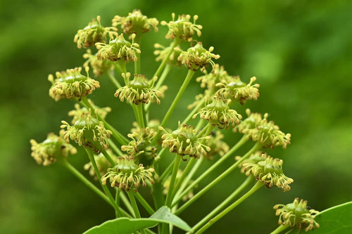 やまぐるま,とりもちのき,何,植物