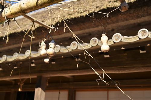 ひょうたん,植物,ヒョウタン