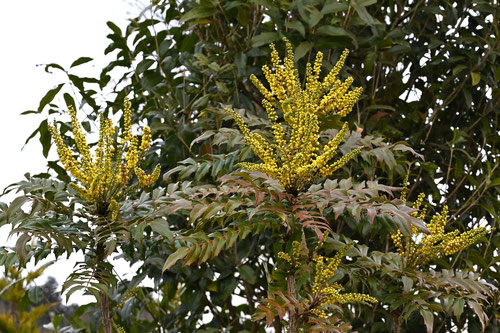 Flowering trees in November in Japan