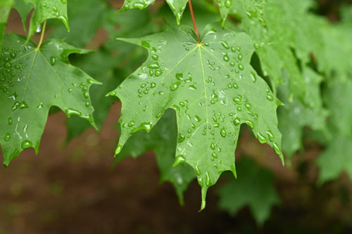 サトウカエデ,葉っぱ,カナダの国旗