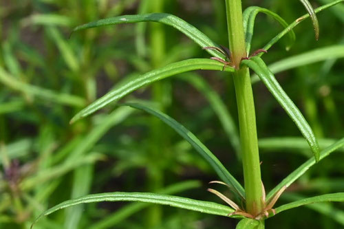 みずとらのお,植物